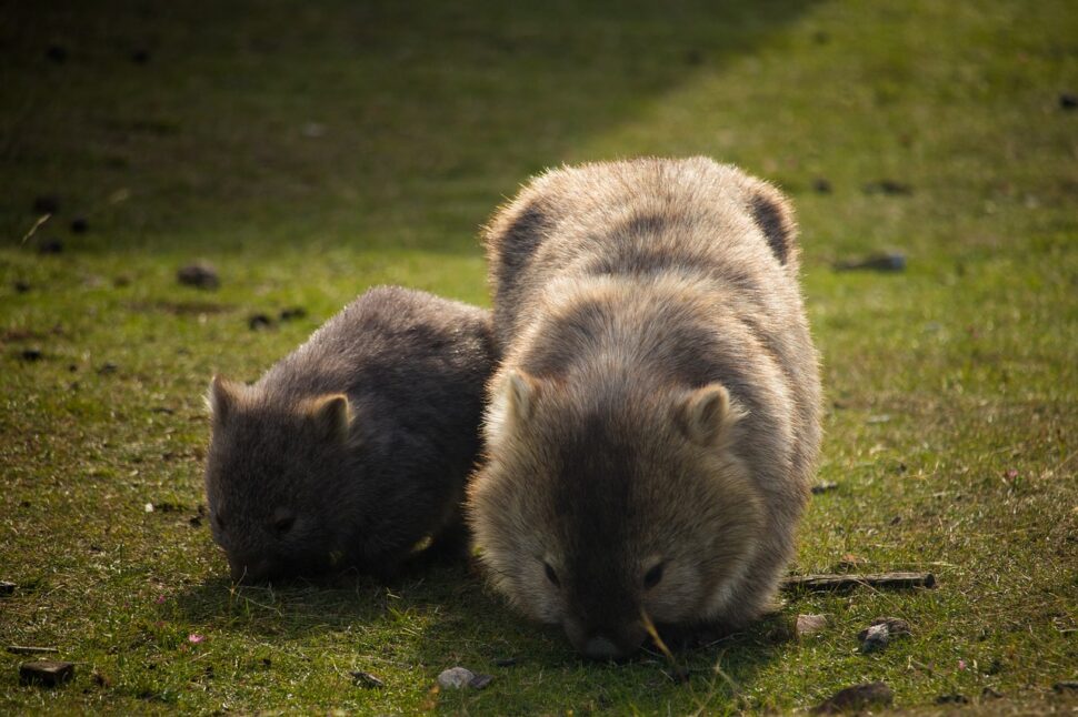 Wombats