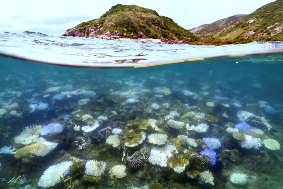 Graveyard of Coral pictured: Great Barrier Reef