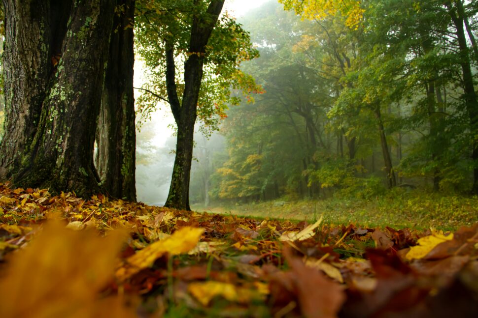 Autumn leaves on the forest floor