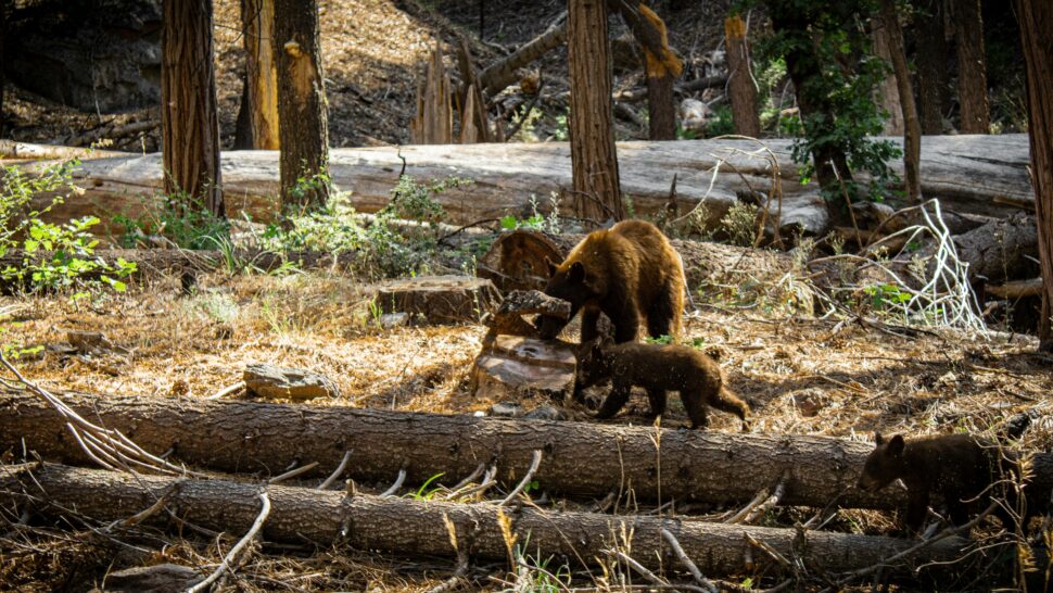 Bears in Yosemite National Park exploring 