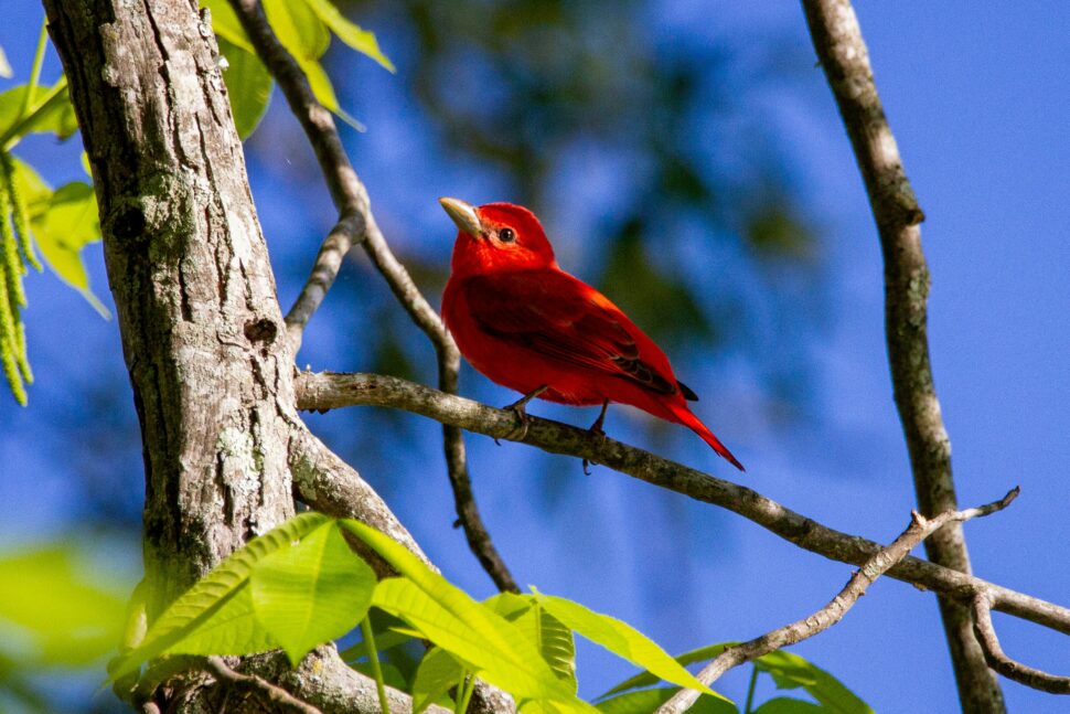 Red Bird in the Tennessee foliage during a day trip