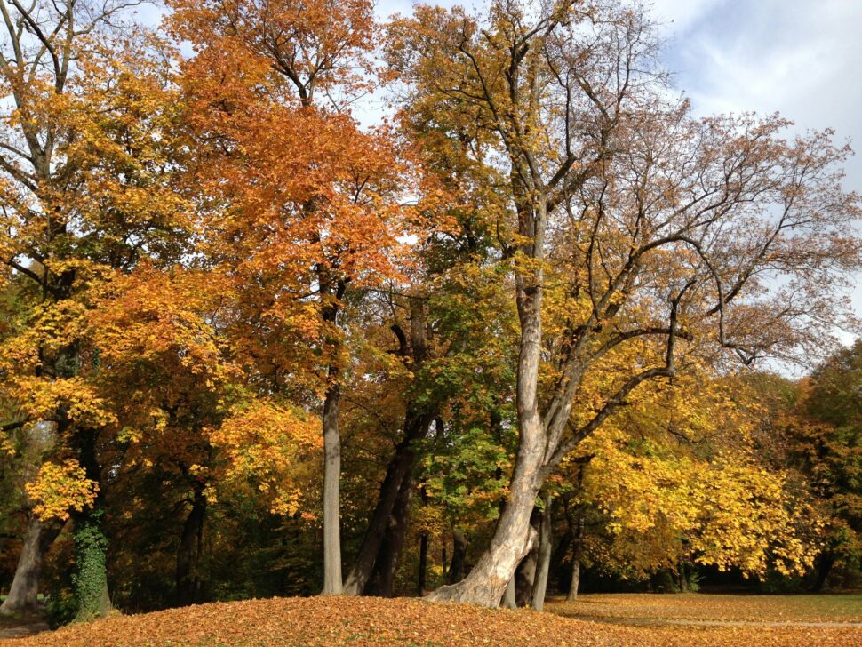 English Garden in Munich, German during fall 