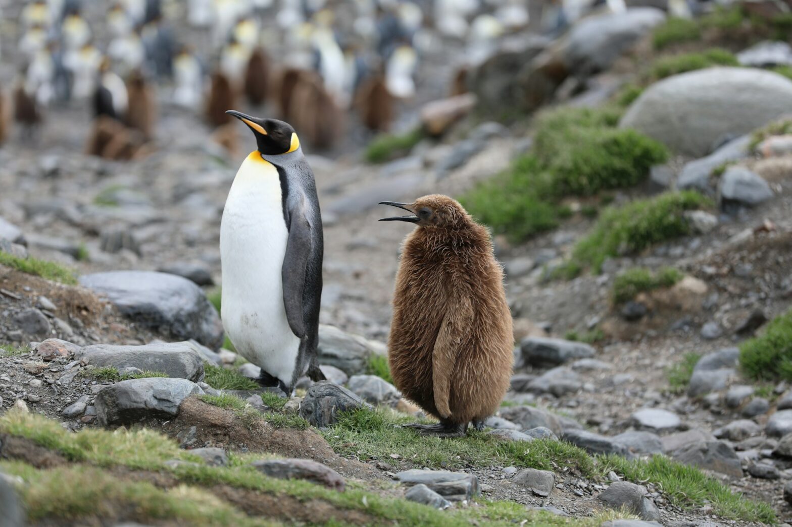 Is Antarctica On Your Travel Bucket List? Find Out if You Can Actually Travel There First