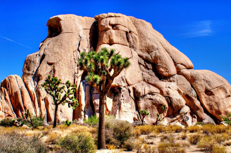 Joshua Tree national park makes for a great day trip from LA