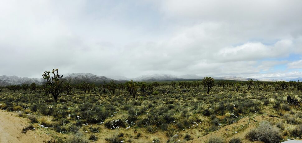 Mojave National Preserve is a day trip away from Los Angeles