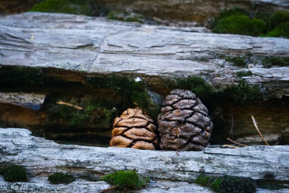 Pine cones in Sequoia National Park