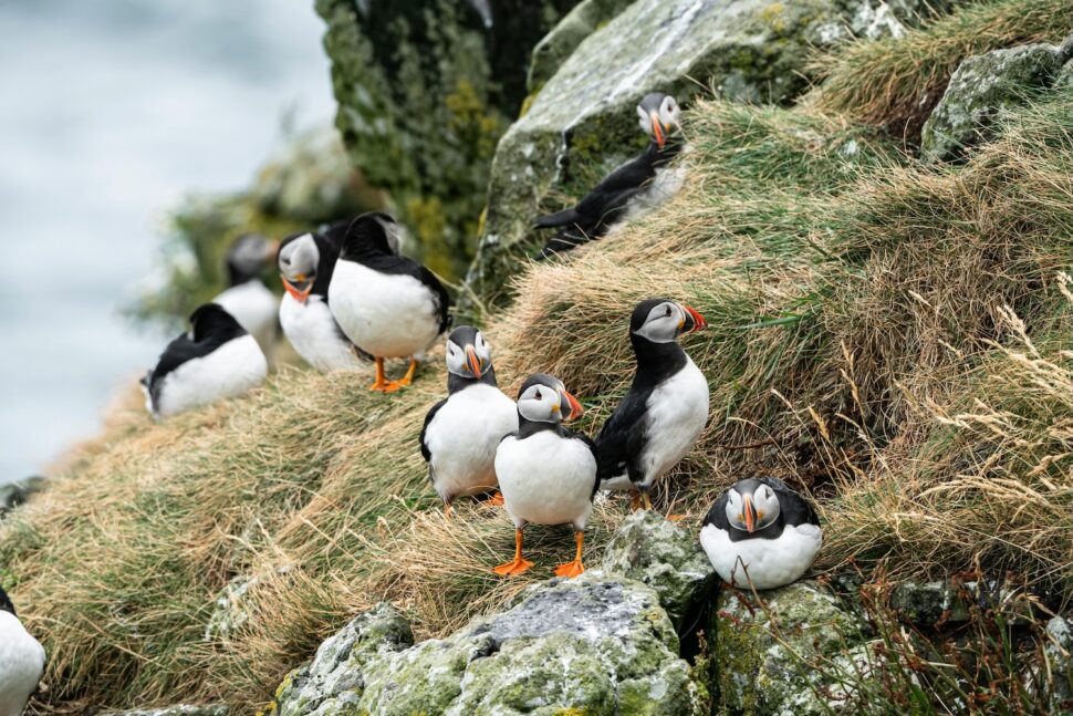 Puffins