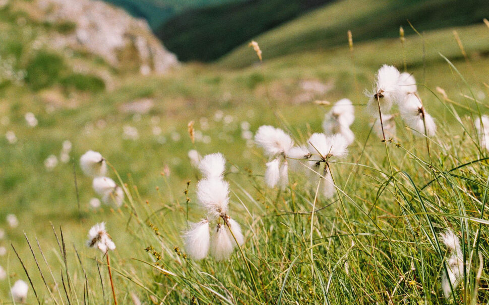 Grass During Daytime
