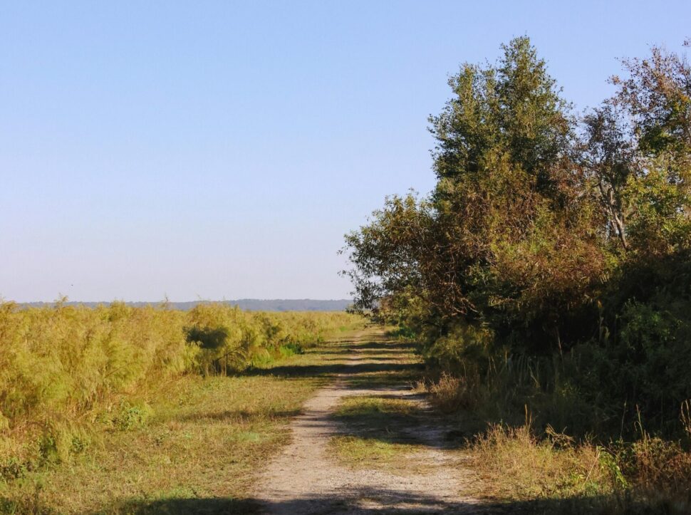 a view of open, grassy space with a tree-lined dirt road in Gainesville, Florida 