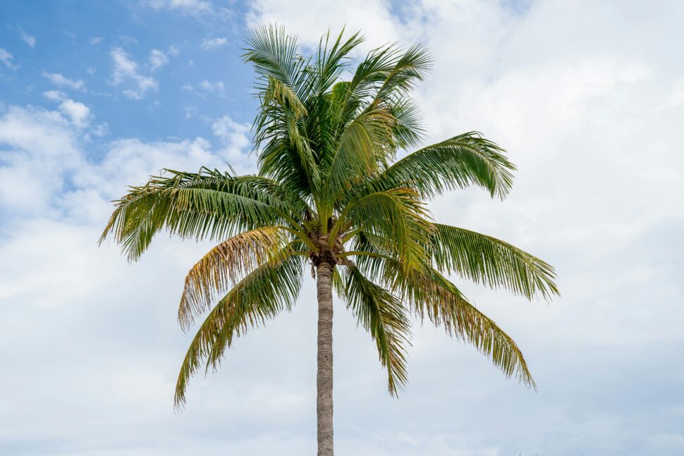 Palm Tree in Aruba swaying by a breeze