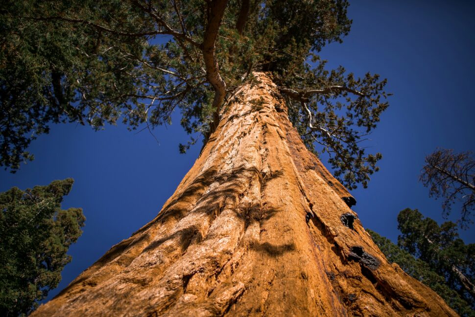 Giant Sequoia among many other trees