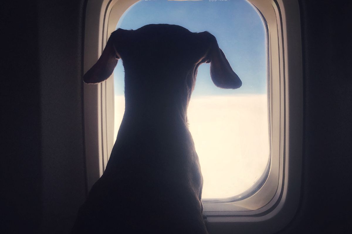 Delta Allegedly Gives Passenger's First Class Seat To A Dog, Online Users React