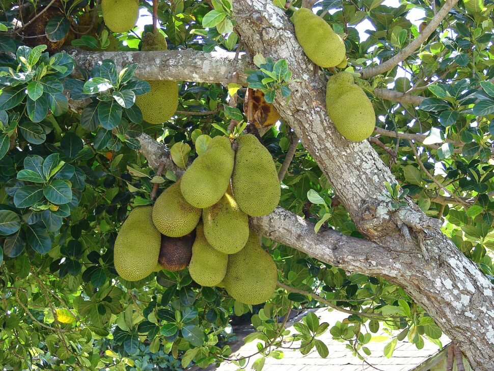 Fruit trees at Lanai City, Lanai, Hawaii