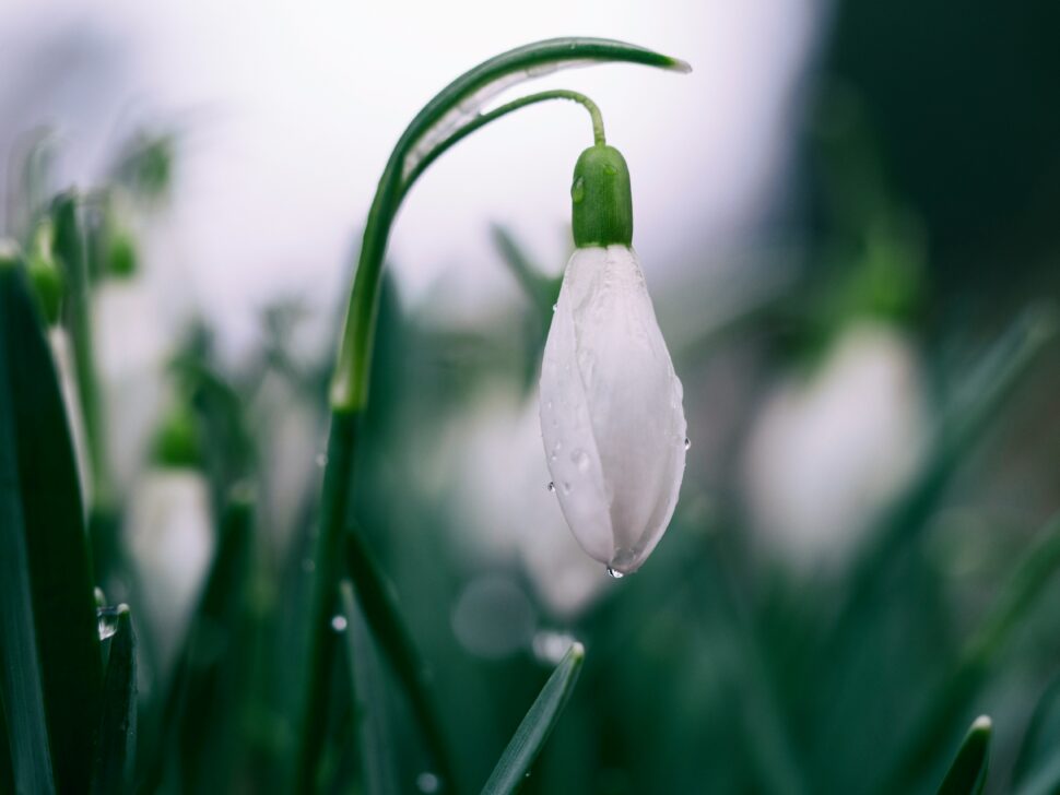 Spring flower with a dew drop.