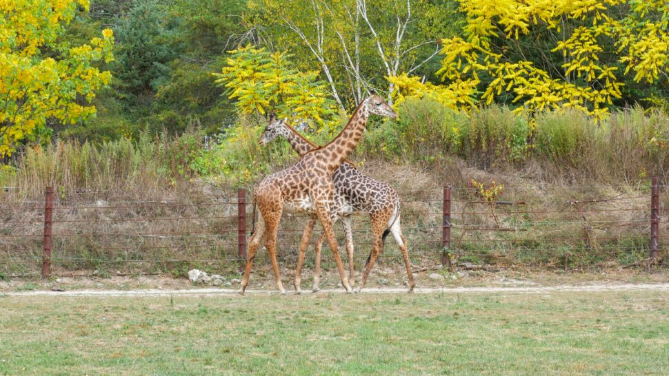 Two Giraffes in Franklin Park Zoo Massachusetts. 