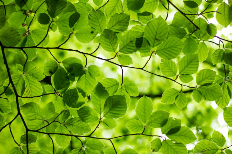 Green leafed plant blocking out the overhead sun.