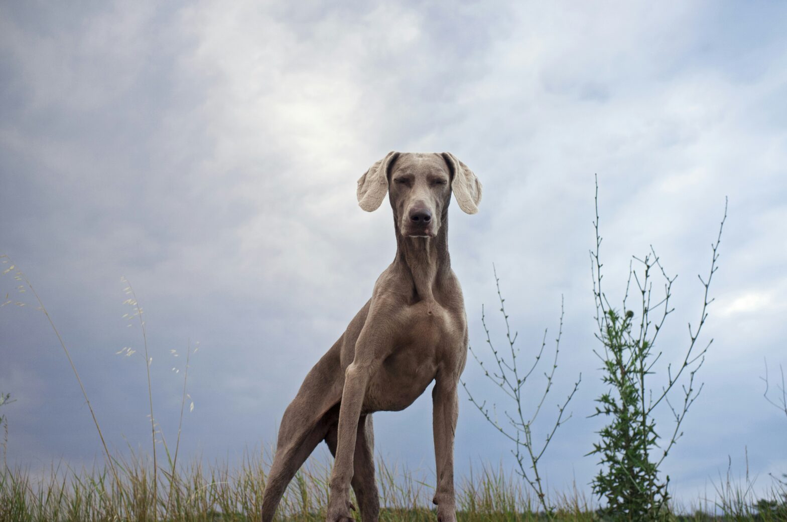 Too Big To Fly? Great Dane Emotional Support Dog Triggers Social Media Uproar