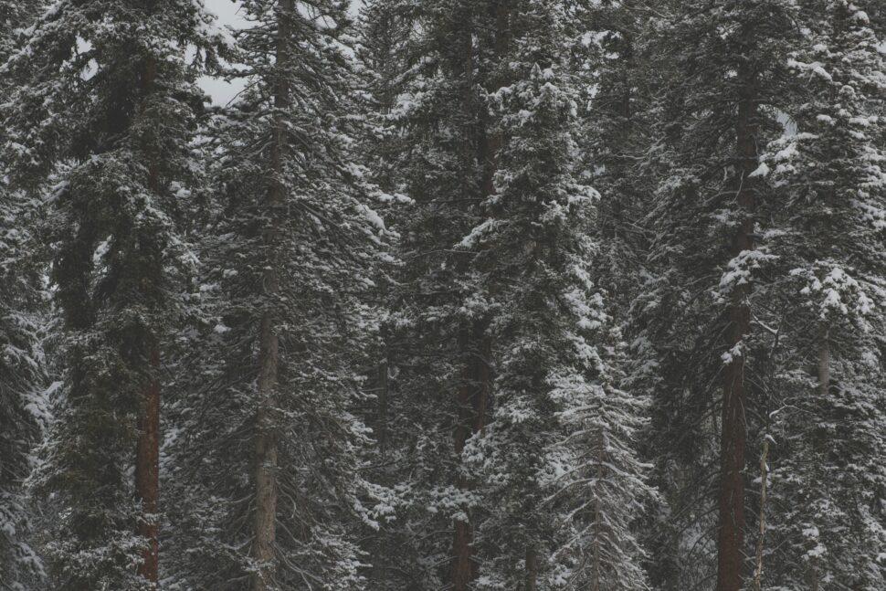 Aspen forest during the holiday season