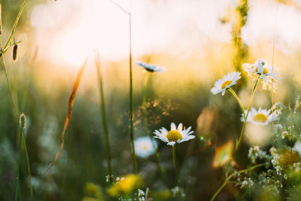 Daisies in bloom during spring in a warm weather destination.