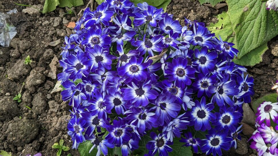 Purple flowers in Lisbon, Portugal heralding the spring season.