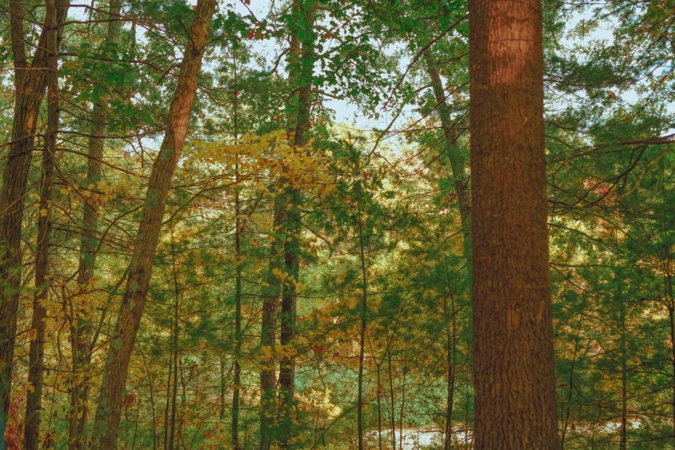 Waldon Pond, Concord forest foliage.