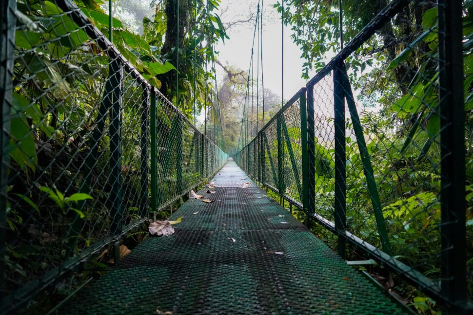 net bridge in forest