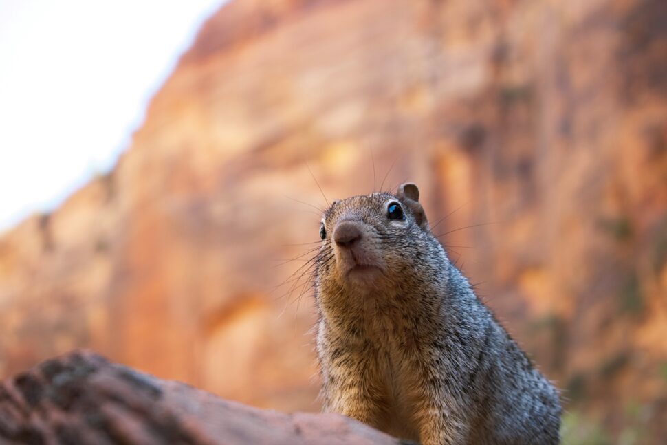 A squirrel at Zion National Park is just one of the many wildlife sightings visitors can enjoy.