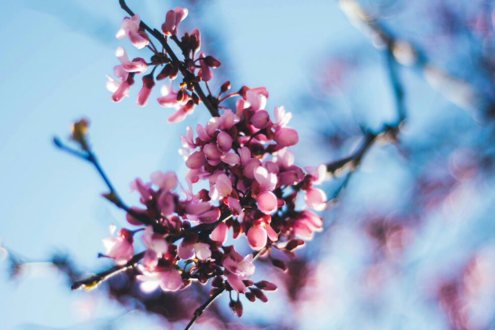 Pink petaled flowers in Valencia, Spain during spring.