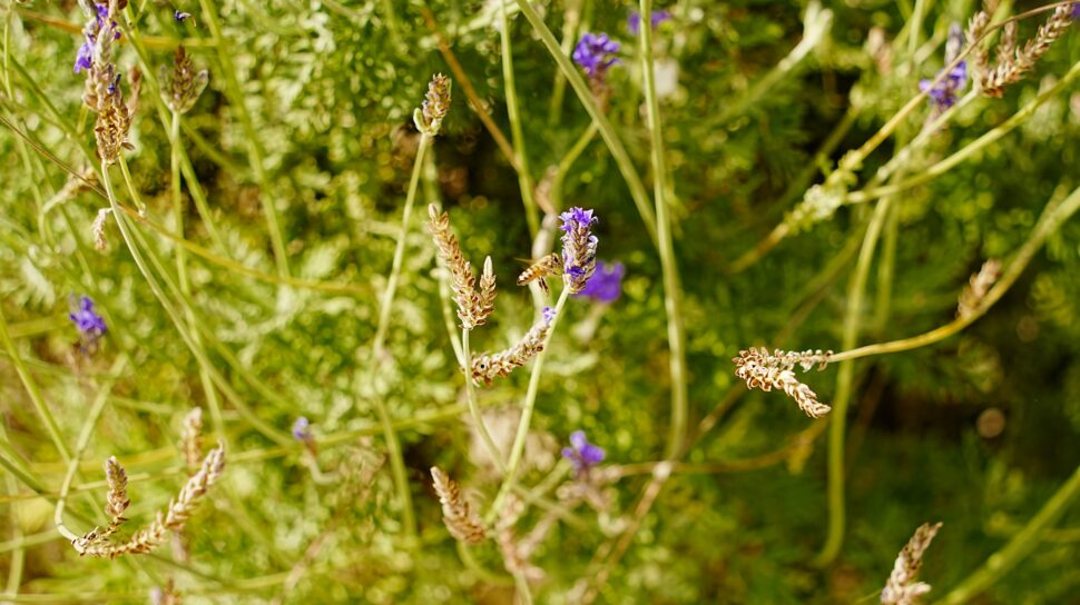 Purple wildflowers during spring growing in the brush in warm weather.