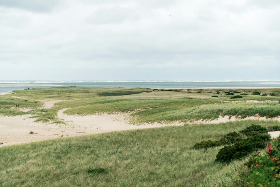 A serene Cape Cod hillside with soft sand dunes and grass.