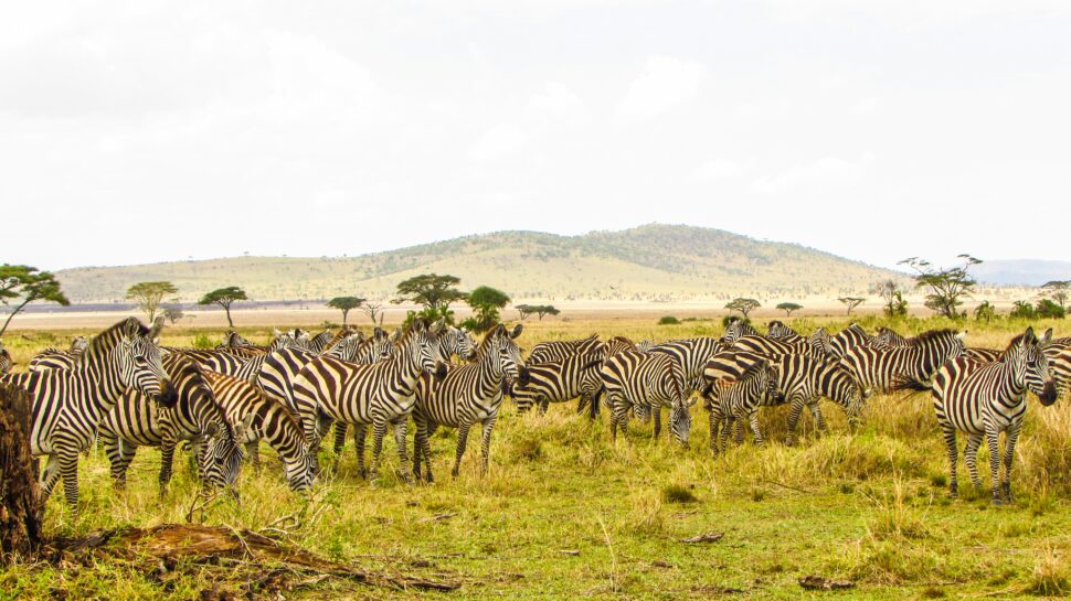 Zebras on safari