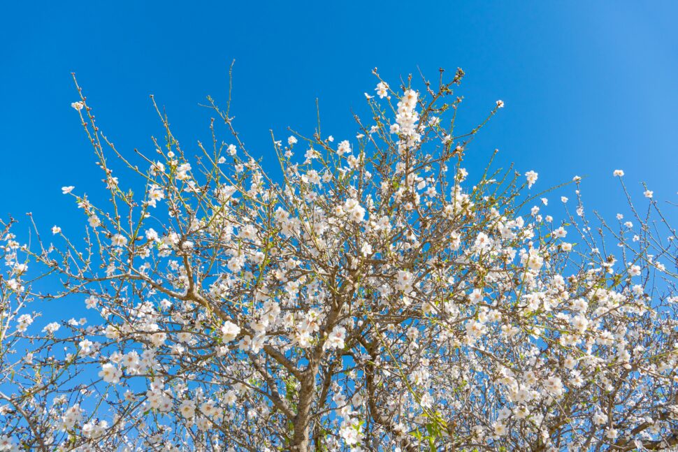 Blooming wildflowers under a bright blue sky during spring.