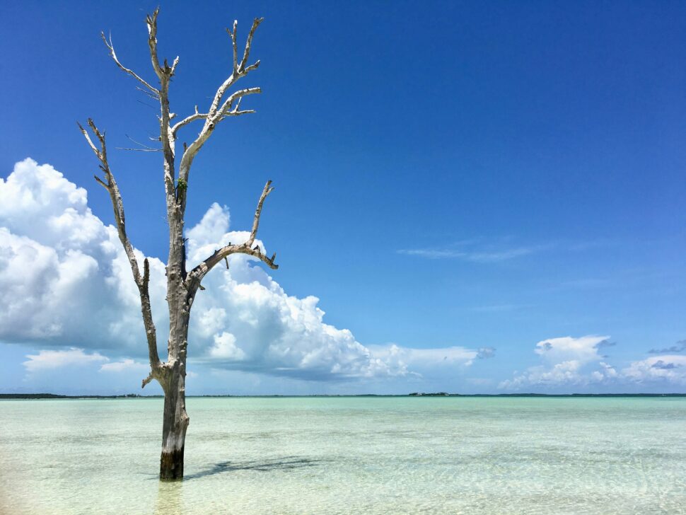 A single tree growing in a beach in Harbour Island, Bahamas