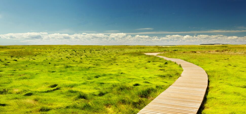 Lush countryside with a road petering off into the distance