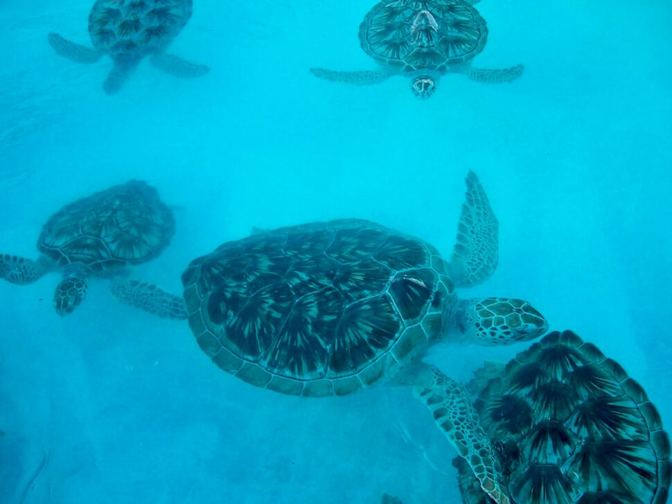 Turtles swimming in crystal-clear waters in Cancun, Mexico.