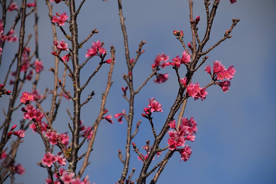 Cherry blossoms in Waimea, Hawaii County, Hawaii