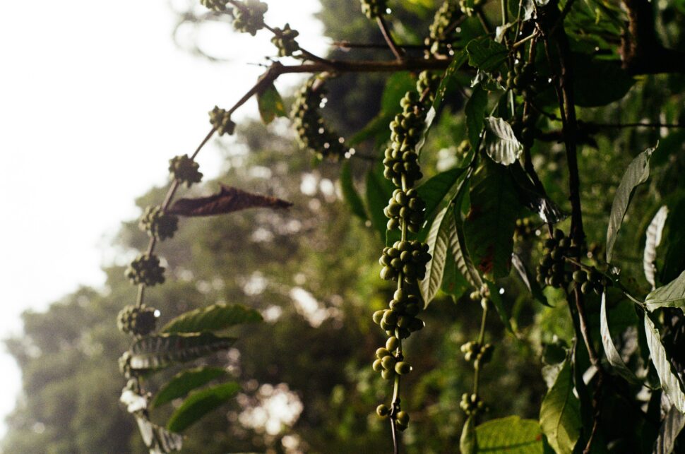 Berries in Bali, with lush green foliage for a peaceful birthday retreat.