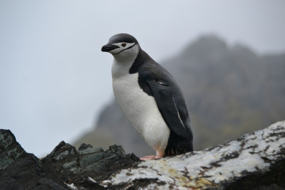 Chinstrap penguin