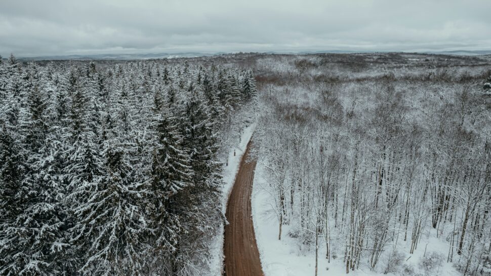 Open stretch of road with snow-capped trees on either side of it.