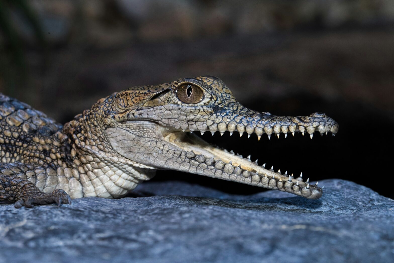 Canadian Man Arrested At New Delhi Airport For Having A Baby Crocodile Skull