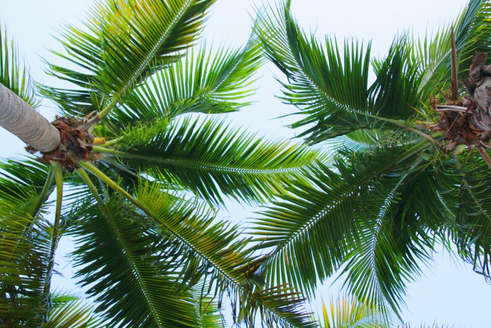 Palm trees under a sunny sky in Miami, Florida.