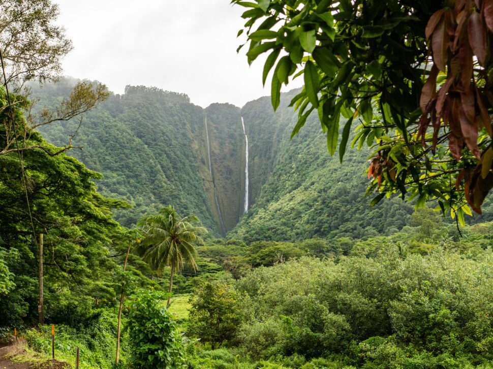 A lush green landscape with a distant waterfall cascading down rocky cliffs, surrounded by dense foliage.