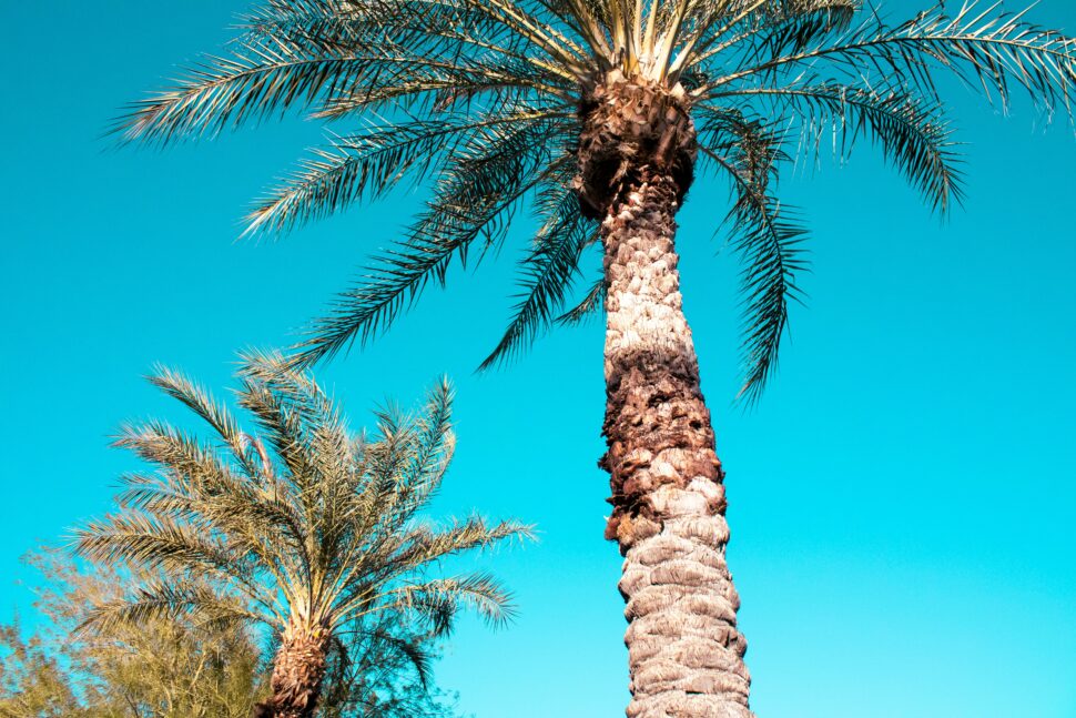 Palm trees under a clear blue sky in Phoenix, Arizona.