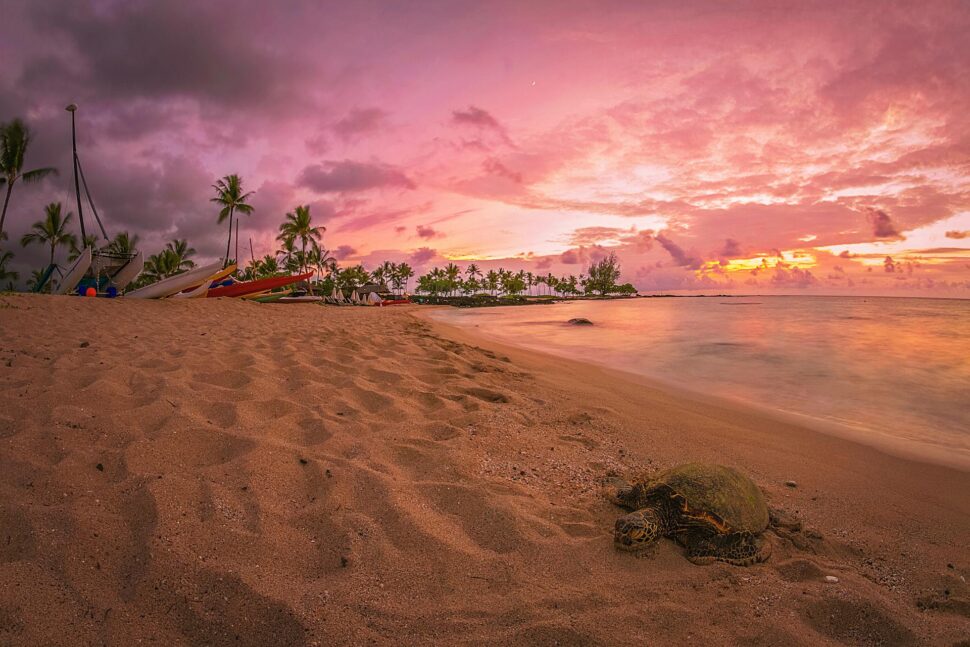 Pink skies on a Hawaiian beach with surf boards in the background