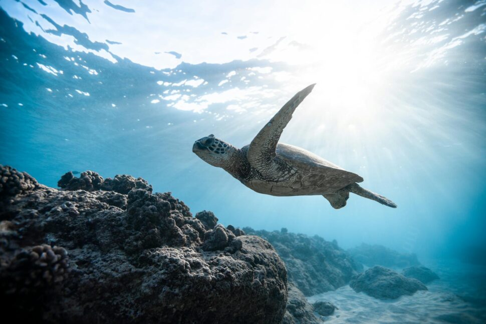 Sea turtle in Hawaii