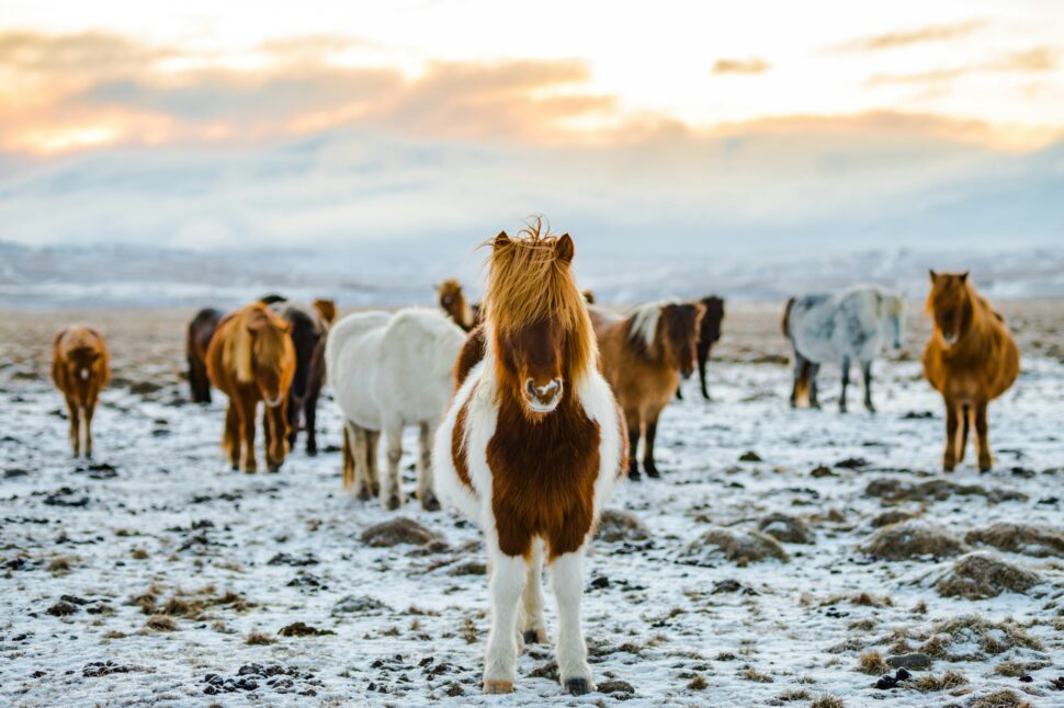 Horses & Ponies in Iceland surrounded by rugged terrain for an adventurous birthday experience 