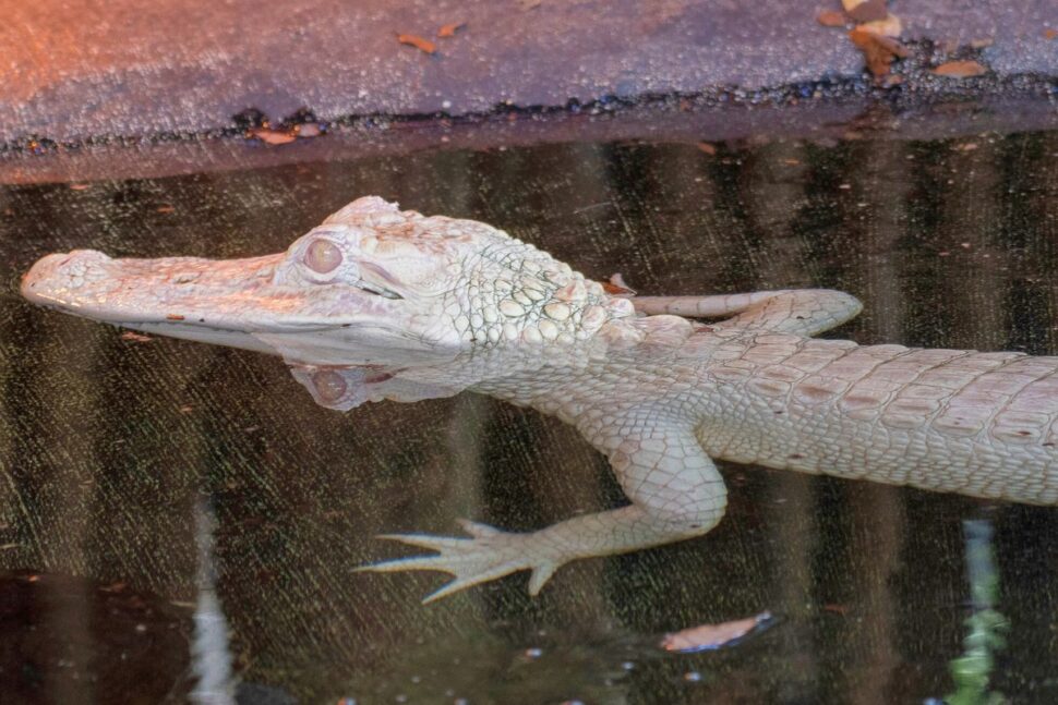 albino alligator