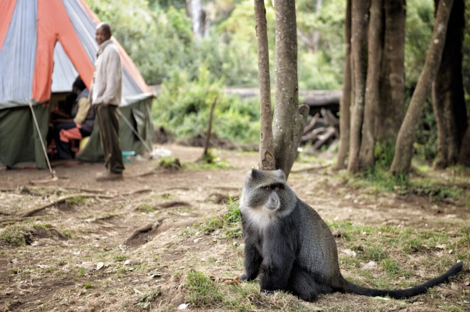 Blue monkey or diademed monkey (Cercopithecus mitis) at Forest Camp, Kilimanjaro National Park.