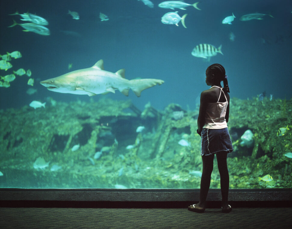 Girl Watching Shark at Aquarium