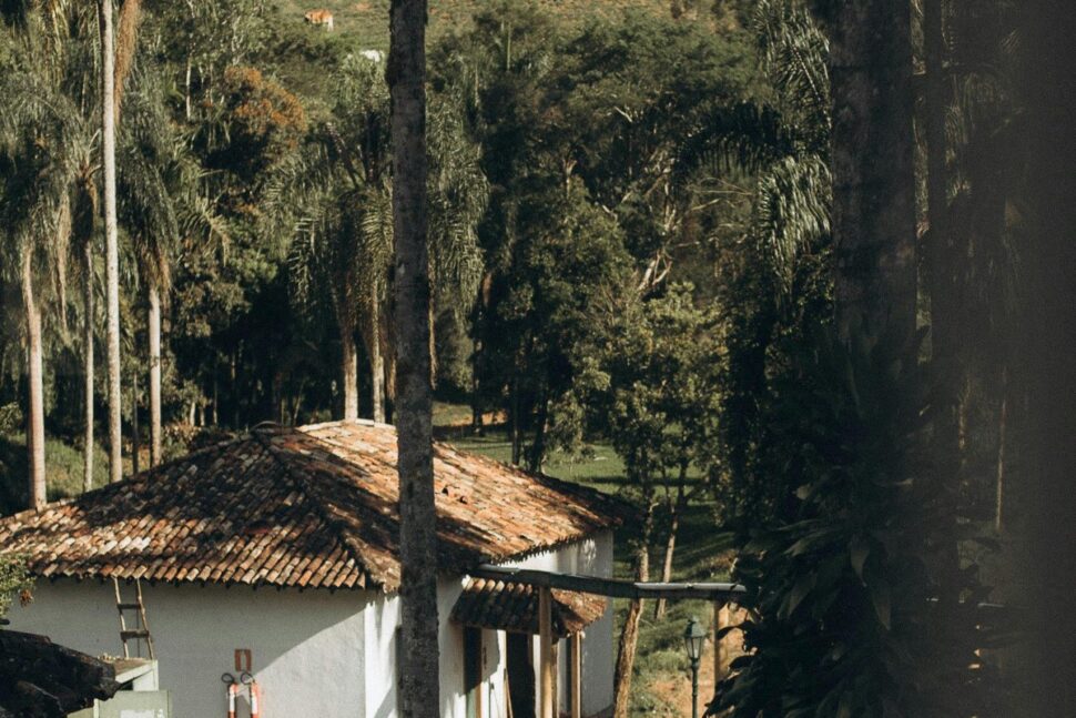 Rustic Countryside House Among Tall Palm Trees